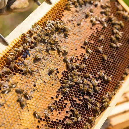 Valoda Apartman Nedescina