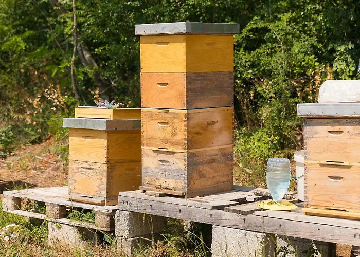 Valoda * Nedeščina